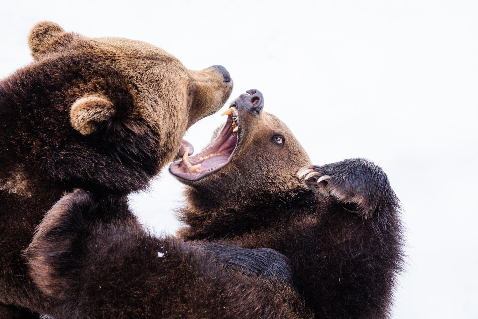 2匹のクマが喧嘩